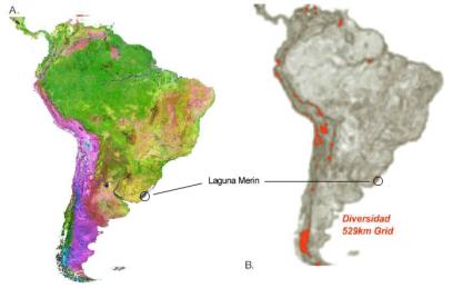 global land cover 2000 map of South America with location of Laguna Merin